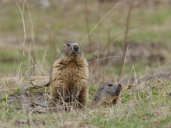 <h3><a href="/trips/ebro/biota/animalia/chordata/mammalia/rodentia/sciuridae/marmota marmota/marmota marmota-nl.html">Marmota&nbsp;marmota</a> / Alpine&nbsp;marmot / Alpenmarmot</h3>OM-1 Mark II met OLYMPUS M.300mm F4.0, 1/500 sec  bij F5.0, ISO 200, afstand 31.4&nbsp;m